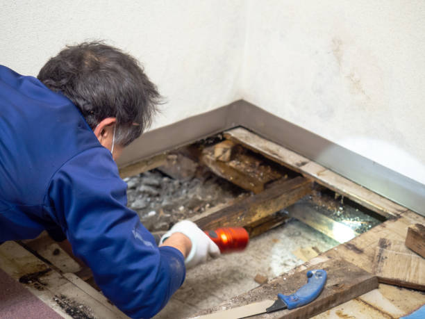 Best White Mold Remediation in Pitola, CA
