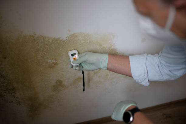 Best Industrial Mold Remediation in Pitola, CA