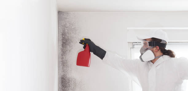 Best Bathroom Mold Remediation in Pitola, CA