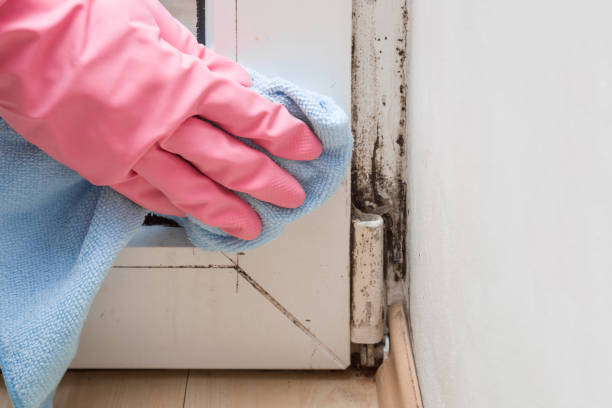 Best HVAC Mold Remediation in Pitola, CA